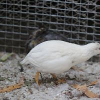 Couple de cailles de chine #5