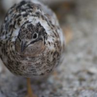 Couple de cailles de chine #6