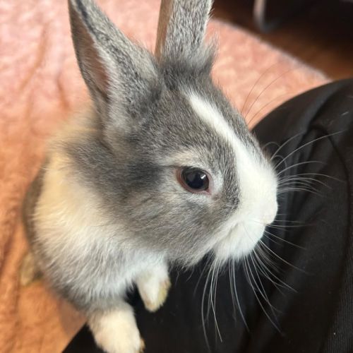 Magnifique lapin nain #2