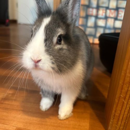 Magnifique lapin nain #3