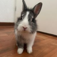 Magnifique lapin nain #0