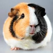 Cochon dinde 3 couleurs