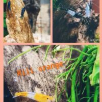 Rili orange et blue velvelt