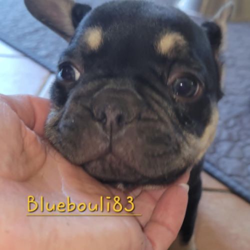 Chiots bouledogue français exotique mâles #1