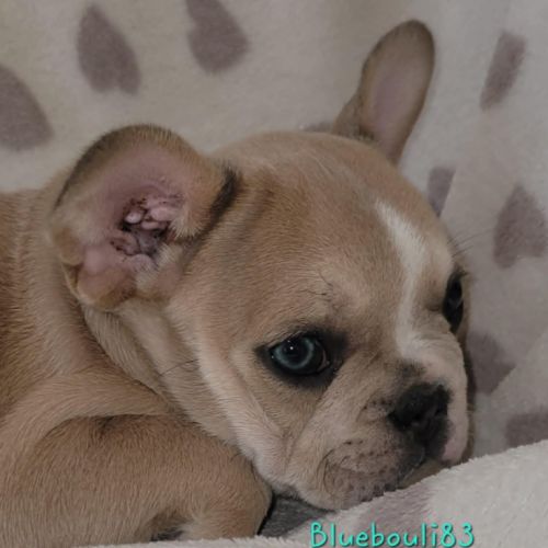 Chiots bouledogue français exotique mâles #2