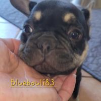 Chiots bouledogue français exotique mâles #1
