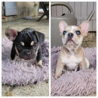 Chiots bouledogue français exotique mâles