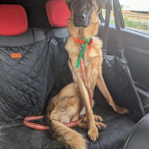 Magnifique femelle berger allemand #0