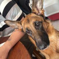 Magnifique femelle berger allemand #2