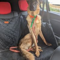 Magnifique femelle berger allemand