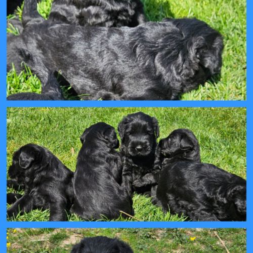 Chiots schnauzer geant noir lof #3