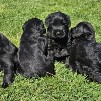 Chiots schnauzer geant noir lof #0