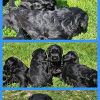 Chiots schnauzer geant noir lof #3