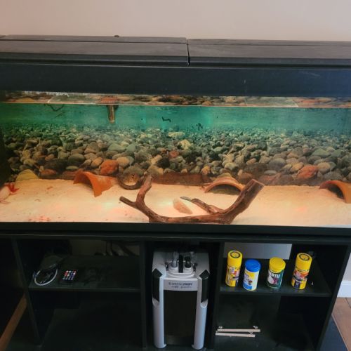 Axolotls avec aquarium #2