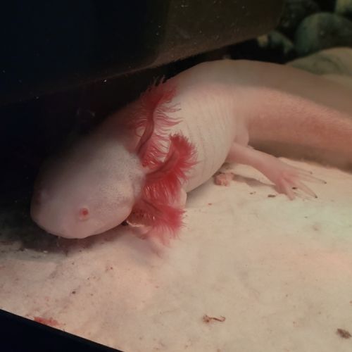 Axolotls avec aquarium #3