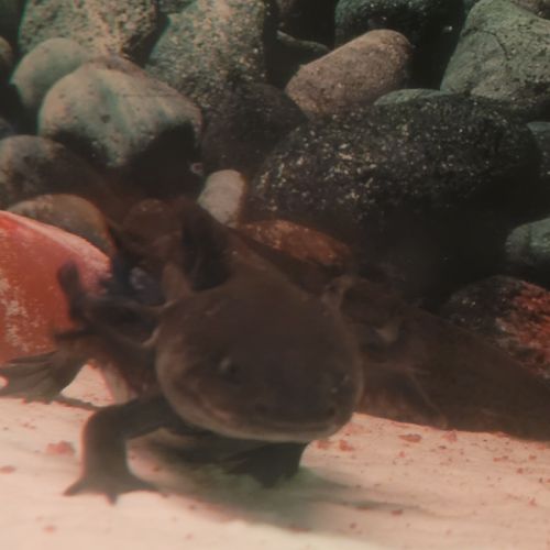 Axolotls avec aquarium