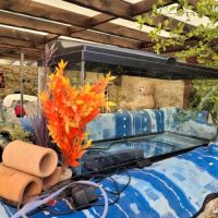 Axolotls avec aquarium #1