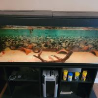 Axolotls avec aquarium #2