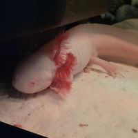 Axolotls avec aquarium #3