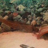 Axolotls avec aquarium #5