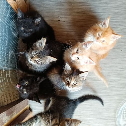 Américan polydactyles ou chats d'hemingway