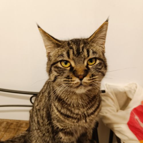 Américan polydactyles ou chats d'hemingway #0