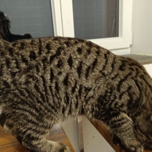 Américan polydactyles ou chats d'hemingway #2