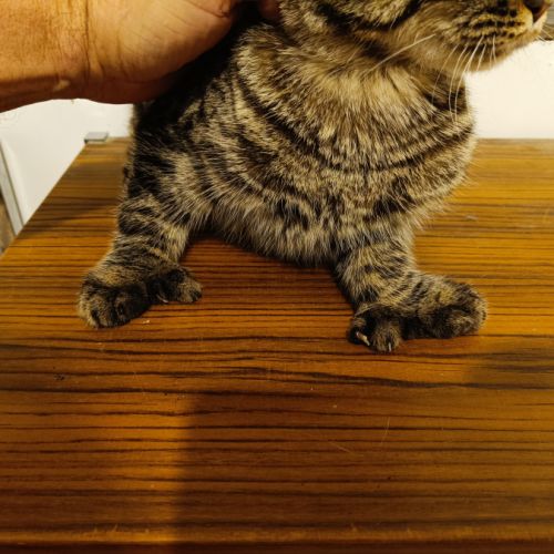 Américan polydactyles ou chats d'hemingway #4