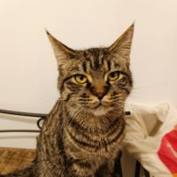 Américan polydactyles ou chats d'hemingway #0