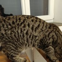 Américan polydactyles ou chats d'hemingway #2