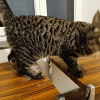 Américan polydactyles ou chats d'hemingway #3