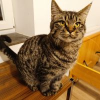 Américan polydactyles ou chats d'hemingway #5