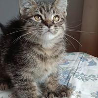 Américan polydactyles ou chats d'hemingway