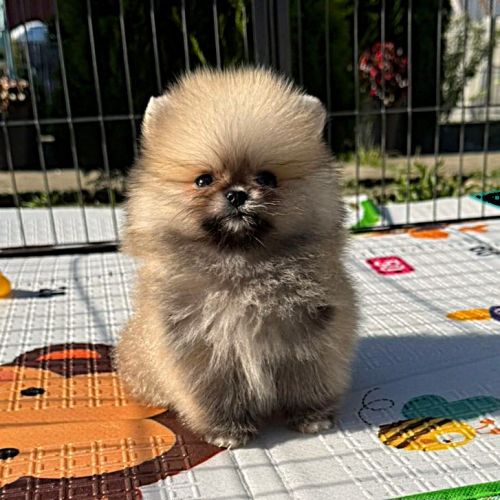 Magnifique spitz poméranian mâle nain lof #1