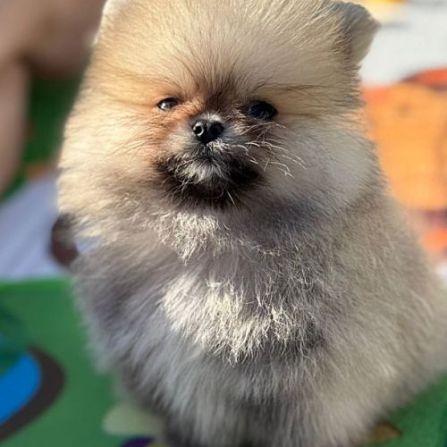 Magnifique spitz poméranian mâle nain lof #2