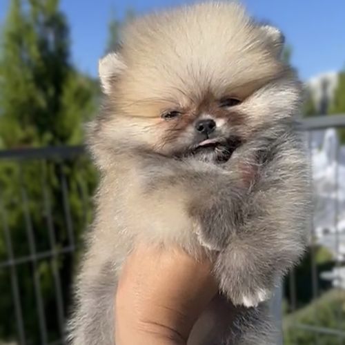 Magnifique spitz poméranian mâle nain lof #4