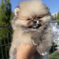 Magnifique spitz poméranian mâle nain lof