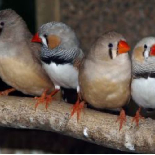 Oiseaux ( diamant mandarin) #2