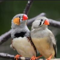 Oiseaux ( diamant mandarin)