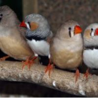 Oiseaux ( diamant mandarin) #2