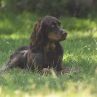 Épagneul picard lof