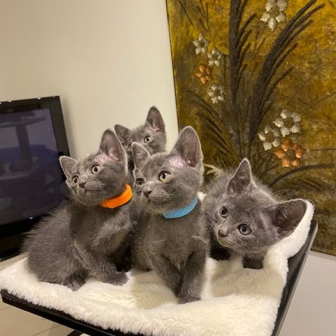 Magnifiques chatons korat #1