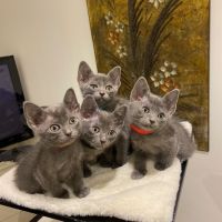 Magnifiques chatons korat #2