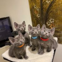 Magnifiques chatons korat #0