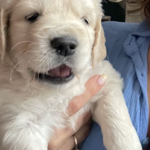 Chiots  golden lof #0