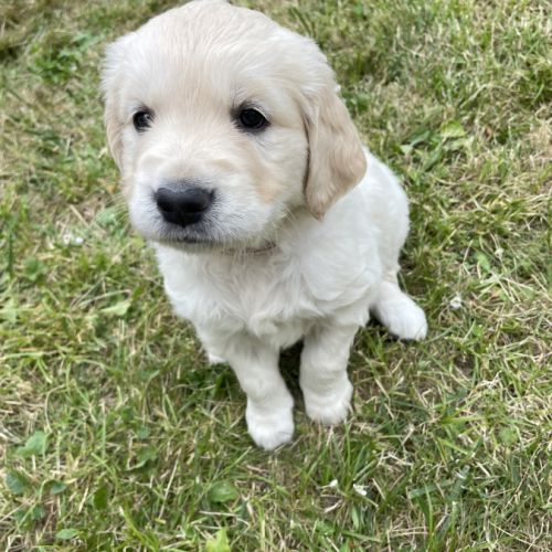 Chiots  golden lof #3