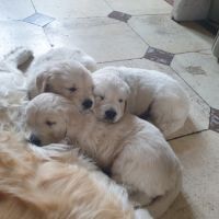 Chiots  golden lof #1