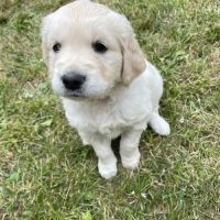 Chiots  golden lof #3