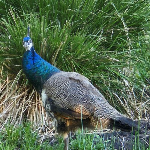 Couple de paons bleus cherchent leur nouvefamille #1