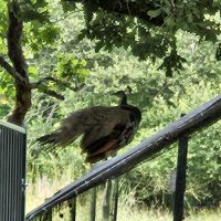 Couple de paons bleus cherchent leur nouvefamille #2